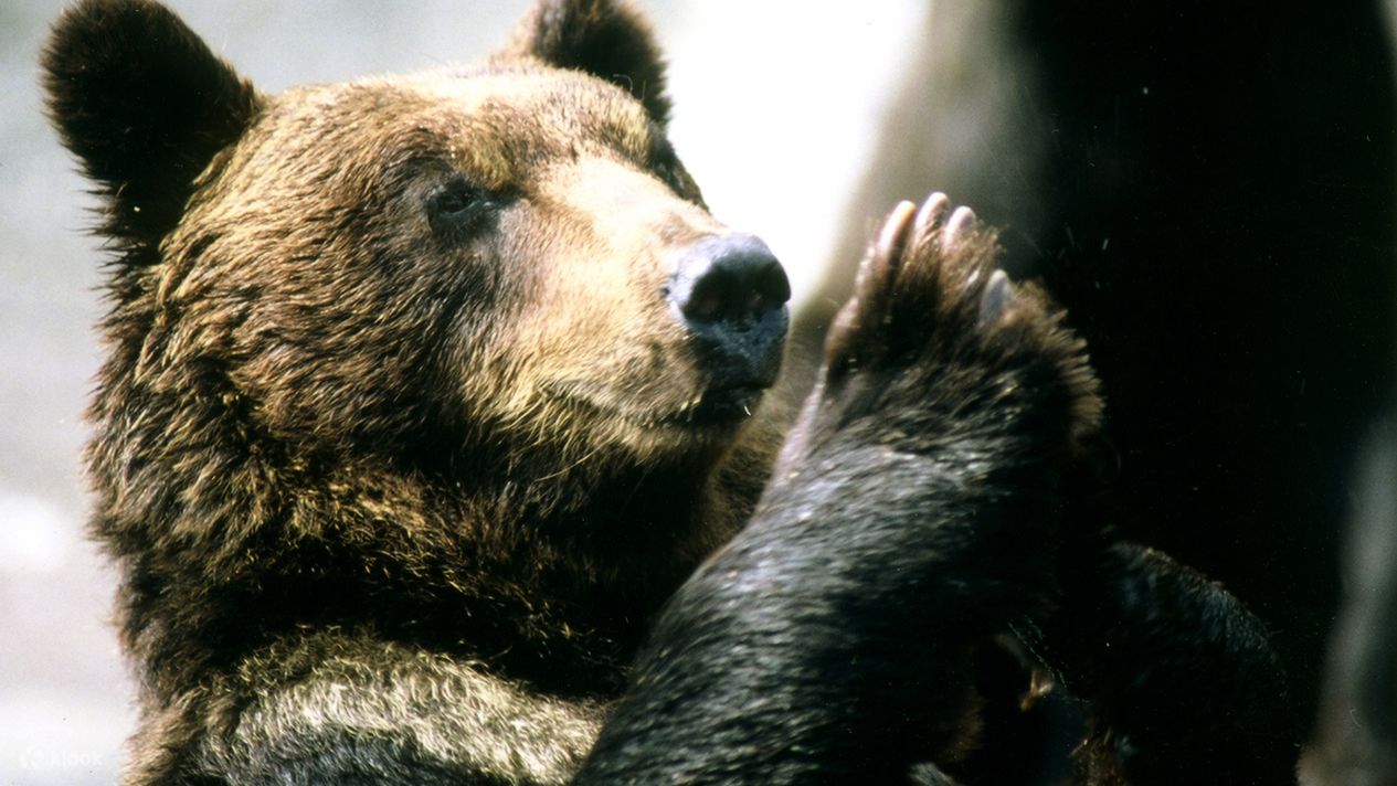 俄罗斯熊猛击，锁定强入场券的简单介绍